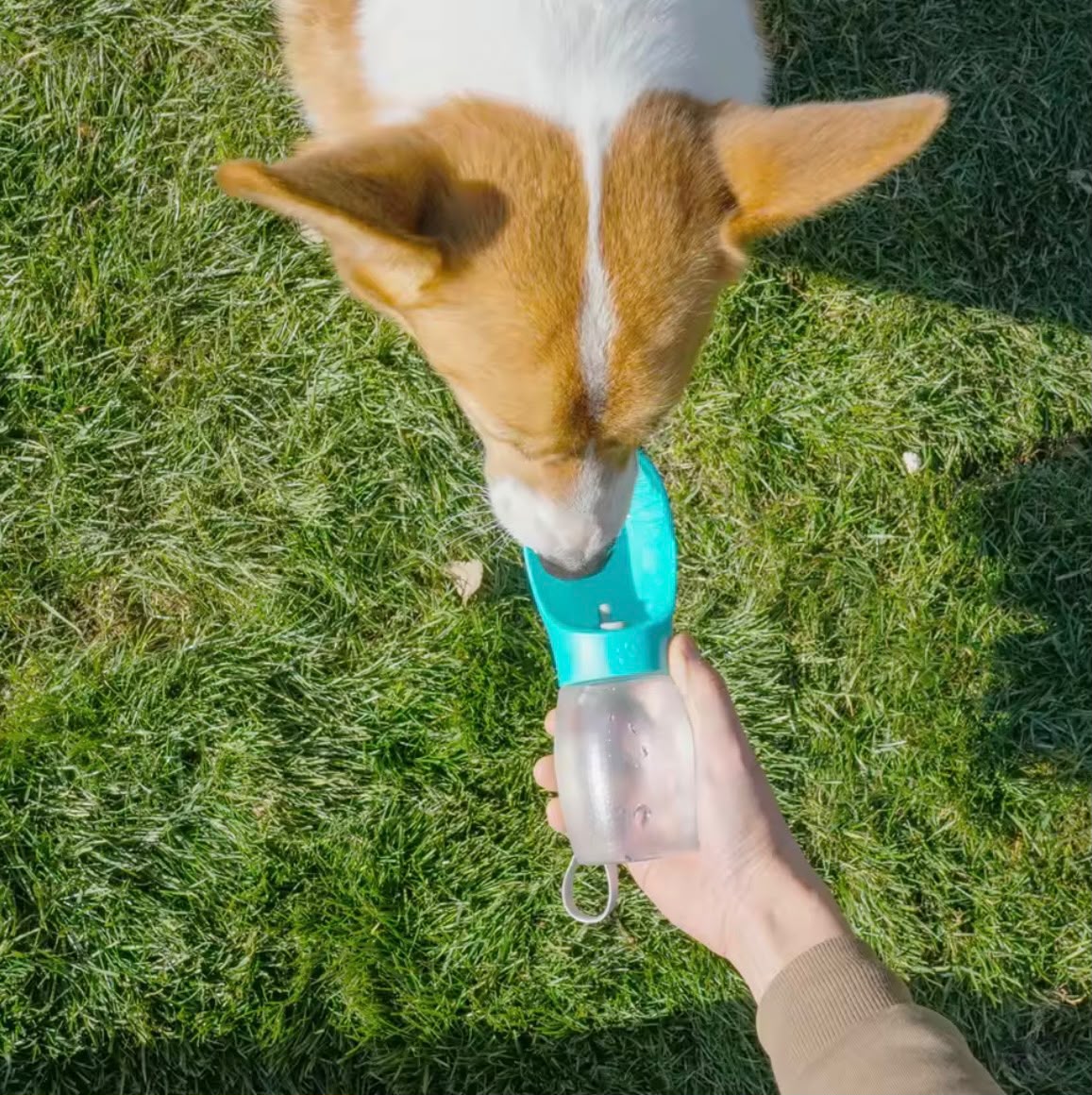 Perro bebiendo del bebedero de la botella